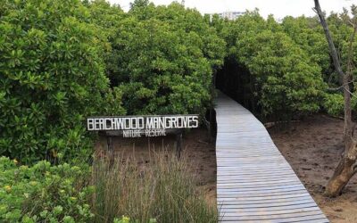 Beachwood Mangroves Nature Reserve, Durban